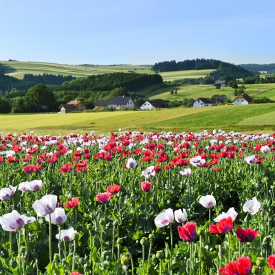 Mohn1-c-Waldviertel-Tourismus_Robert-Herbst